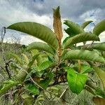Harungana madagascariensis Hoja