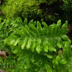 Polypodium californicum Hoja