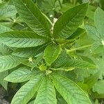 Cleome spinosa Leaf