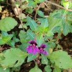 Cuphea aspera Flower