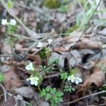 Cardamine graeca Kvet