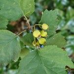 Crataegus coccinea Ffrwyth