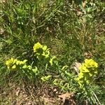 Euphorbia cyparissiasFlower