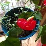 Anthurium andraeanumFlor