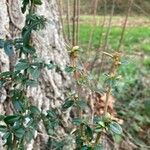 Buxus balearica Leaf