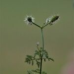 Caucalis platycarpos Fruit