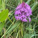 Anacamptis pyramidalis പുഷ്പം