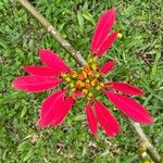 Euphorbia pulcherrima Blomst