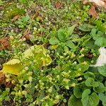 Conyza canadensis Flor