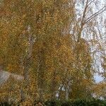 Betula pendula形态