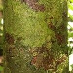 Eperua rubiginosa Casca