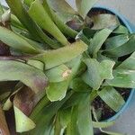 Billbergia pyramidalis ᱥᱟᱠᱟᱢ