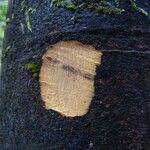 Elaeocarpus dognyensis Corteccia