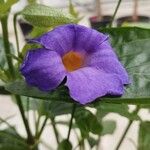 Thunbergia battiscombei Floare