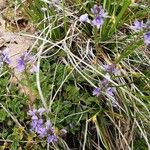 Veronica prostrata Habitus