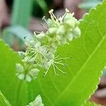 Mercurialis perennis Fiore