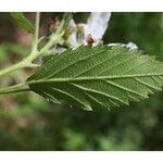 Rubus pensilvanicus Blatt