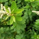 Spiraea tomentosa Hoja