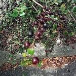 Cotoneaster integerrimus Mbuma