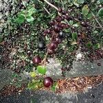 Cotoneaster acutifolius Fruit