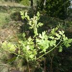 Peucedanum oreoselinum Leaf