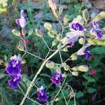 Penstemon spectabilis Flower