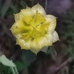 Trifolium campestre Кветка