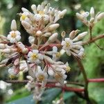 Ardisia standleyana 花