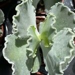 Kalanchoe millotii Leaf