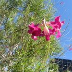 Chilopsis linearis Blüte