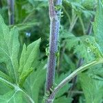 Artemisia princeps Kůra