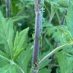 Artemisia princeps പുറംതൊലി