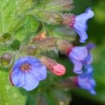 Pulmonaria officinalis Virág