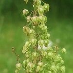 Rumex crispus花