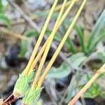 Erodium laciniatum Fruto