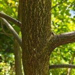 Annona glabra Bark