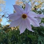 Dahlia imperialis Fleur