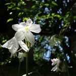 Crinum mooreiBlüte