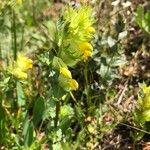 Rhinanthus major Flower