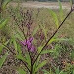 Vernonia noveboracensis Flower