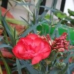 Dianthus caryophyllusFlower