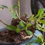 Euphorbia mafingensis Лист