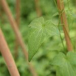 Maurandya barclayana Hoja