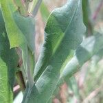 Mutisia decurrens Leaf
