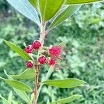 Melaleuca rugulosa Flor