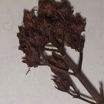 Hypericum hirsutum Mbuma