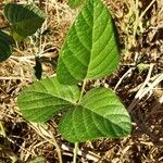 Glycine max Feuille