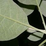 Solanum hazenii Leaf