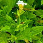 Gratiola neglecta Flower