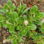 Saxifraga spathularis Листок